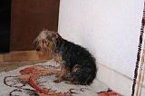 BAIN - YORKSHIRE TERRIER 104